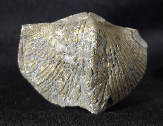 Paraspirifer bownockeri (STEWART 1927) - Bild &copy; FossNet FossilienStore
